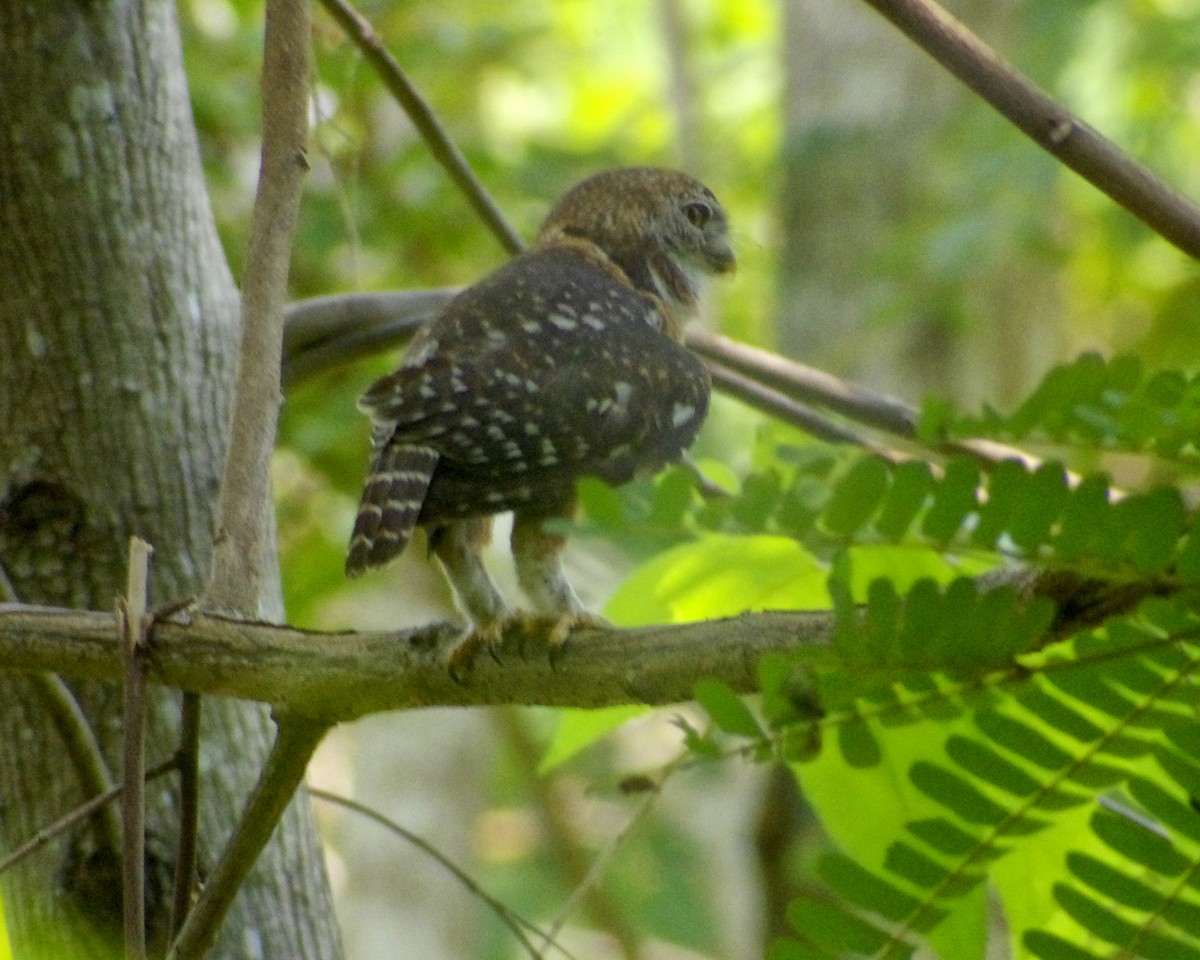 Cuban Pygmy-Owl - ML618998033