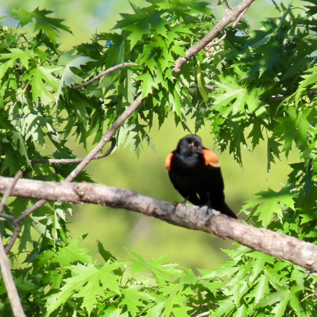 Red-winged Blackbird (Red-winged) - Jocelyn K