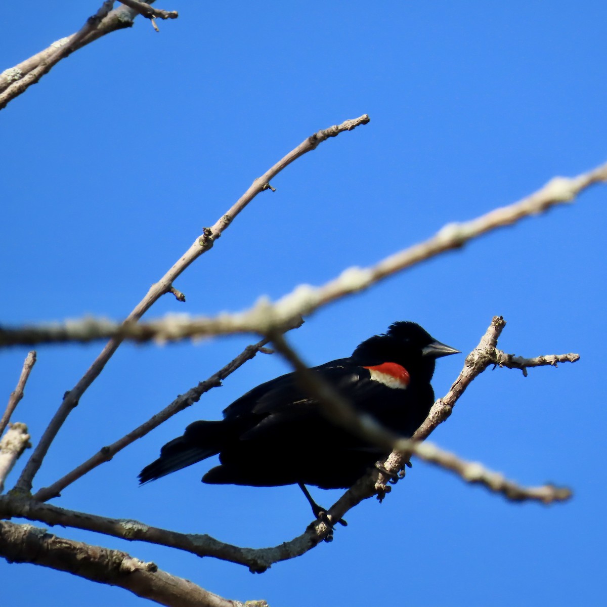 Red-winged Blackbird (Red-winged) - ML618998062