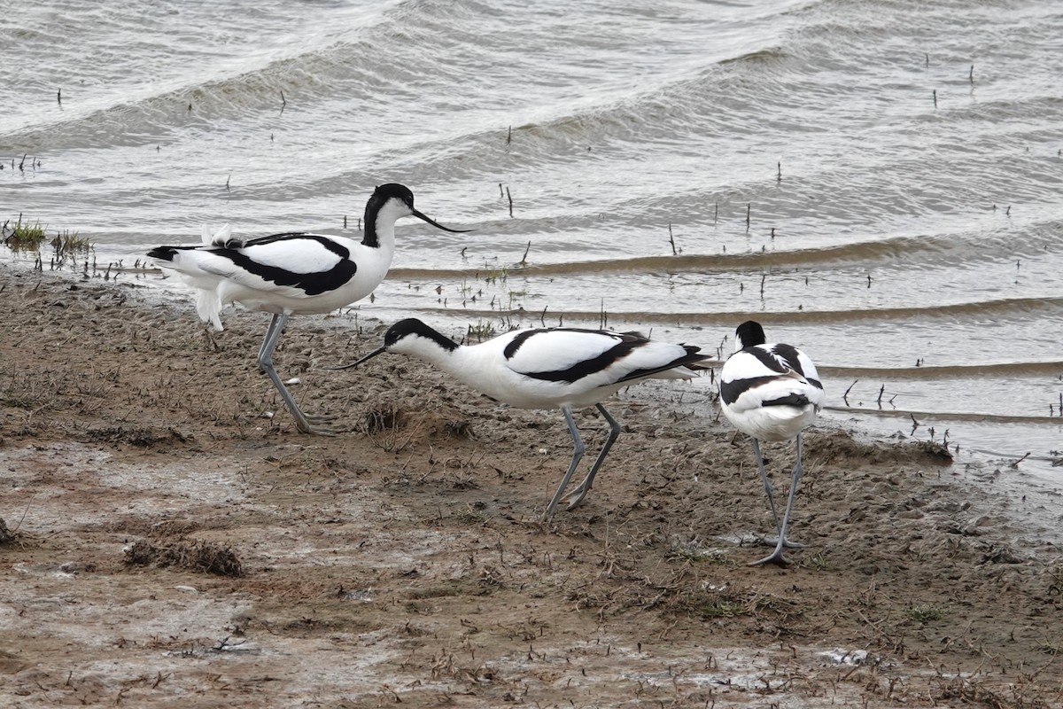 Pied Avocet - Toby Holmes