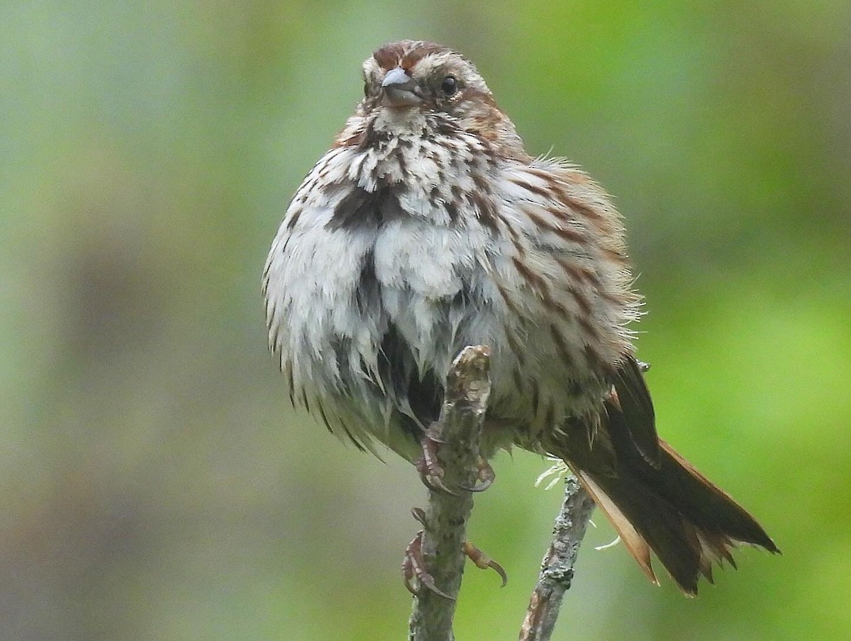 Song Sparrow - Nick & Jane