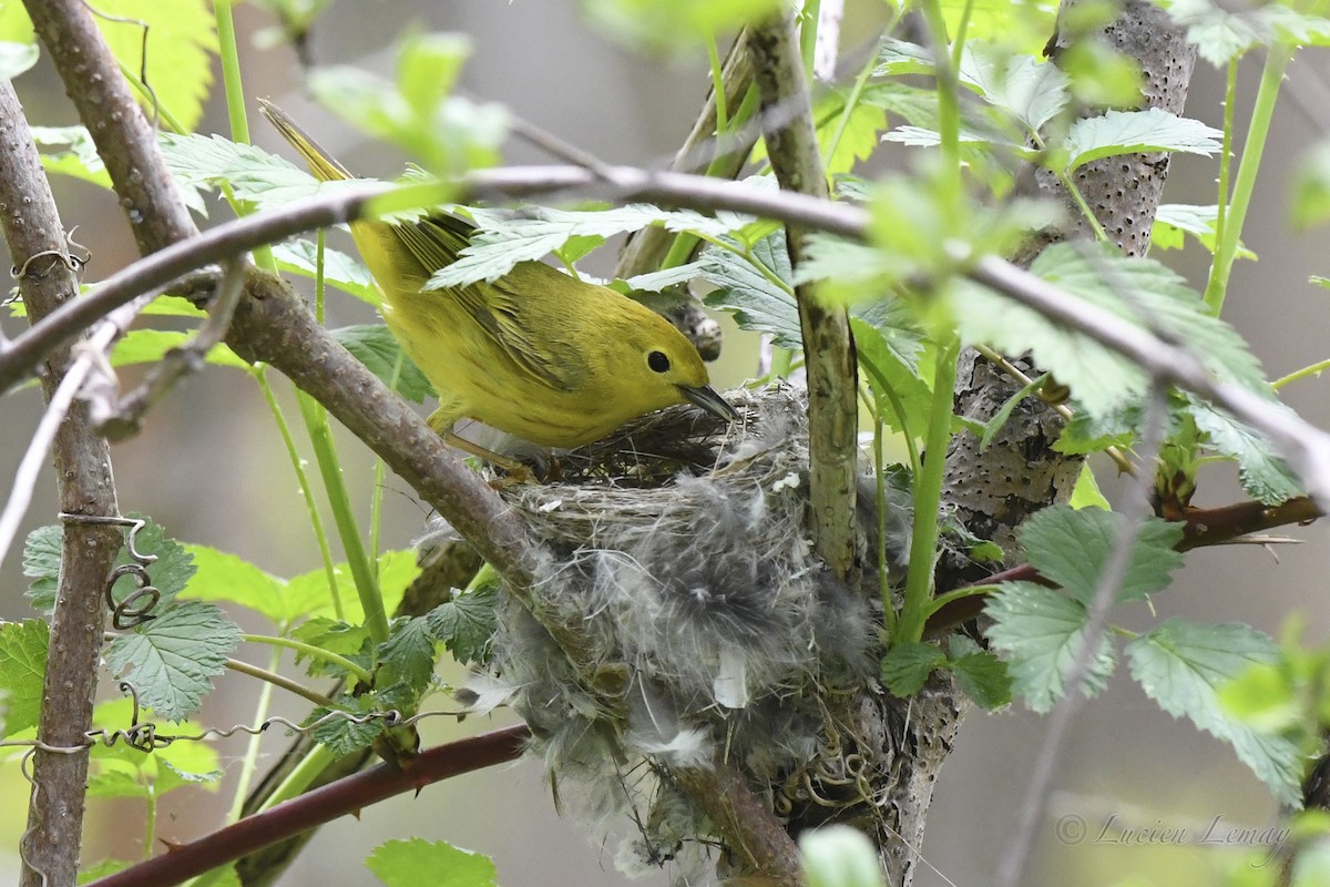 Yellow Warbler - Lucien Lemay