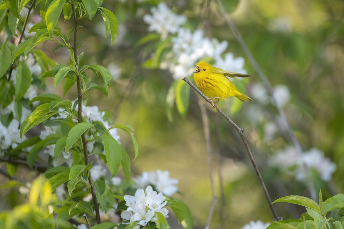 Yellow Warbler (Northern) - Davey Walters