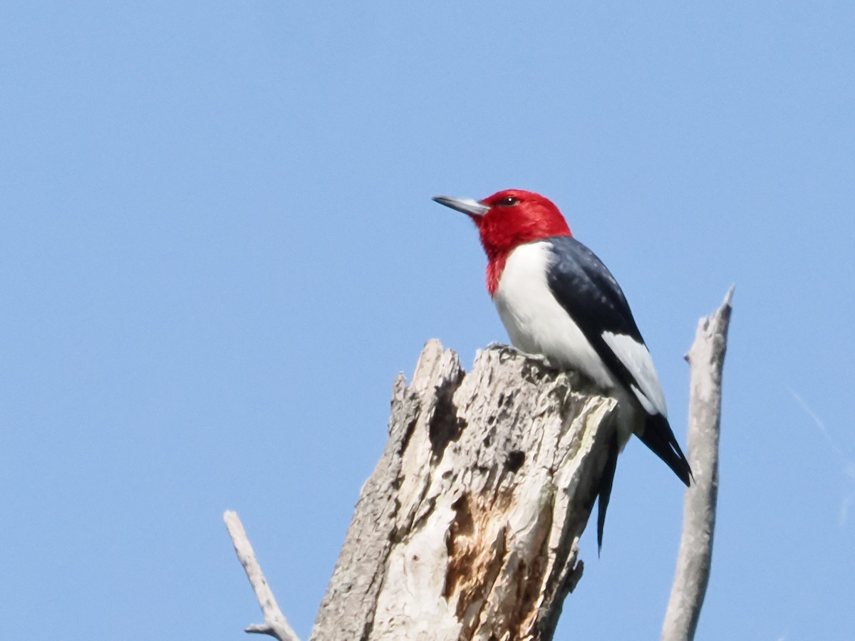 Red-headed Woodpecker - John Felton