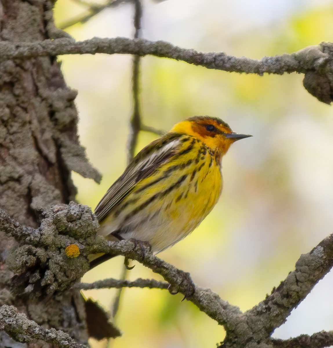 Cape May Warbler - ML618998383