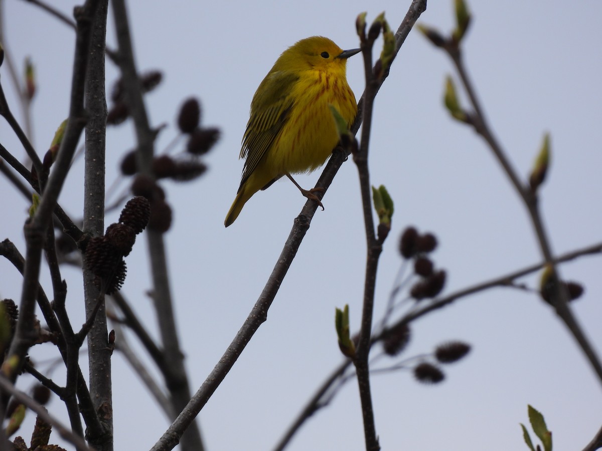 Yellow Warbler - Rhonda Langelaan