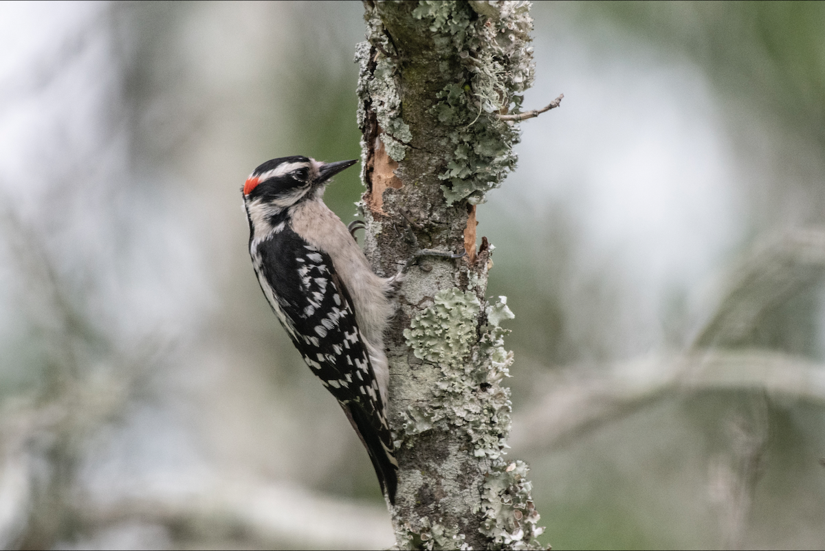 Downy Woodpecker - ML618998385