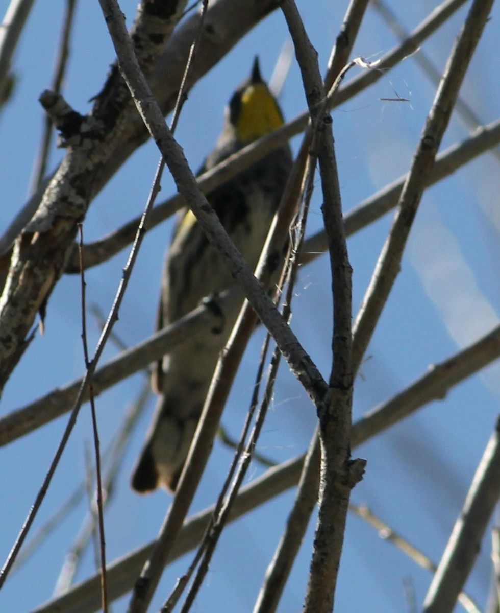 Yellow-rumped Warbler - ML618998388