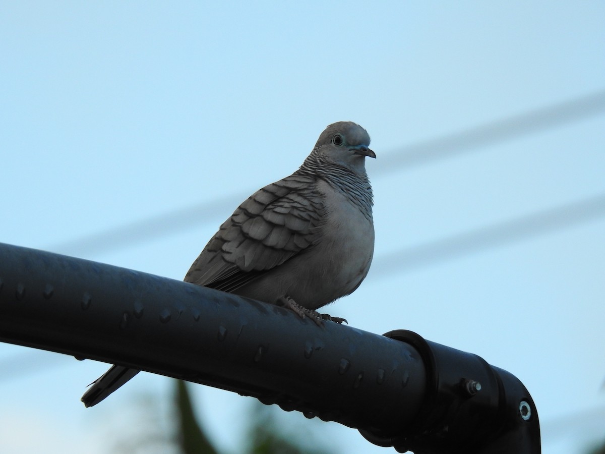 Spotted Dove - ML618998396