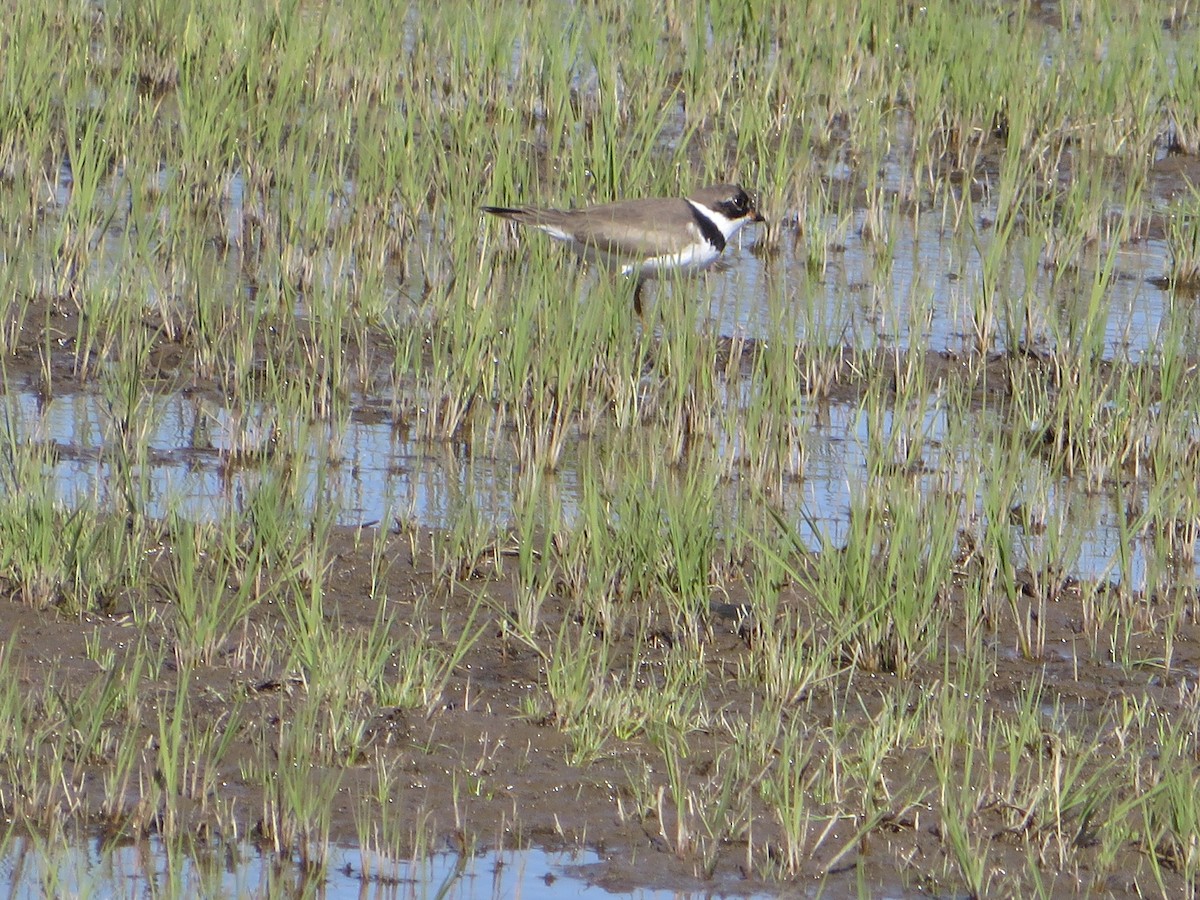 Semipalmated Plover - ML618998427