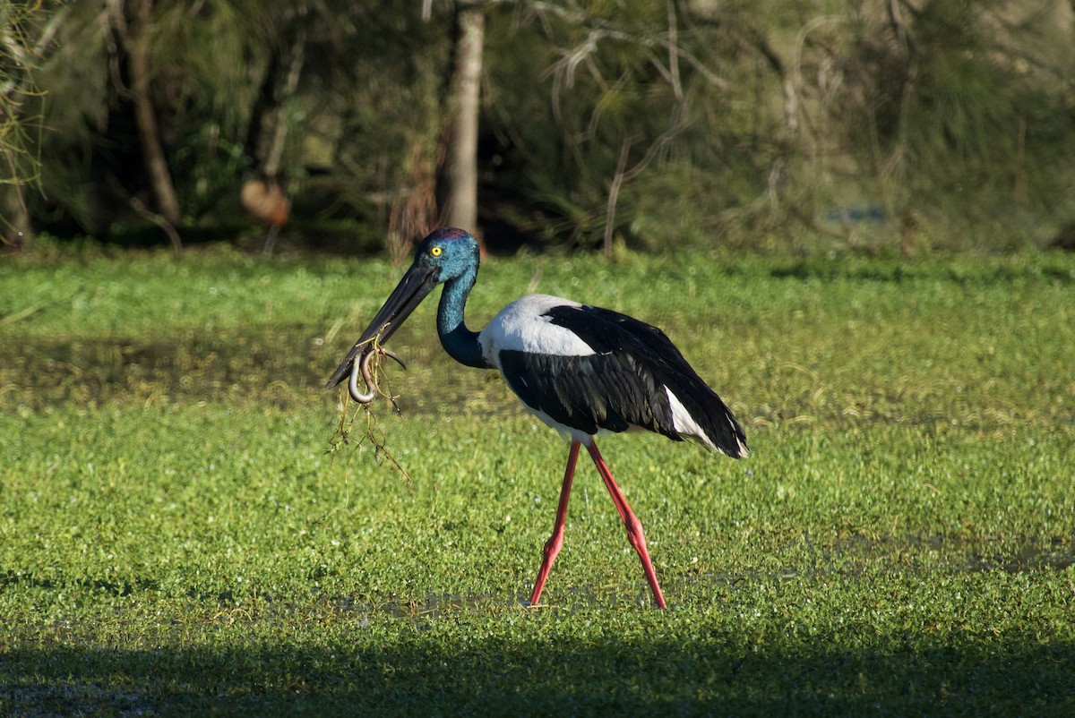 Black-necked Stork - ML618998428