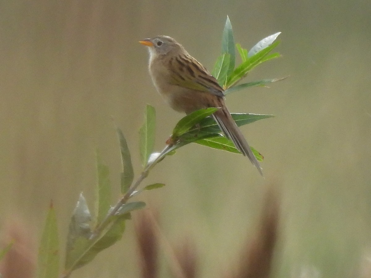 Wedge-tailed Grass-Finch - Laura Bianchi