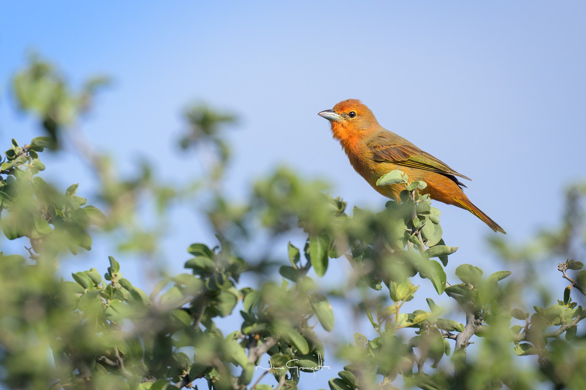 Hepatic Tanager - ML618998490