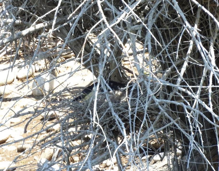Black-crowned Night Heron - ML618998498