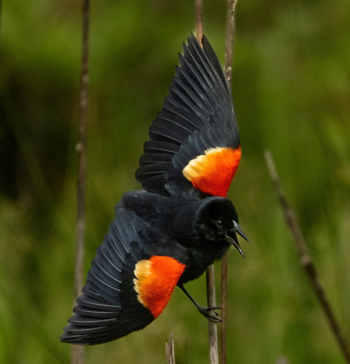 Red-winged Blackbird - ML618998543
