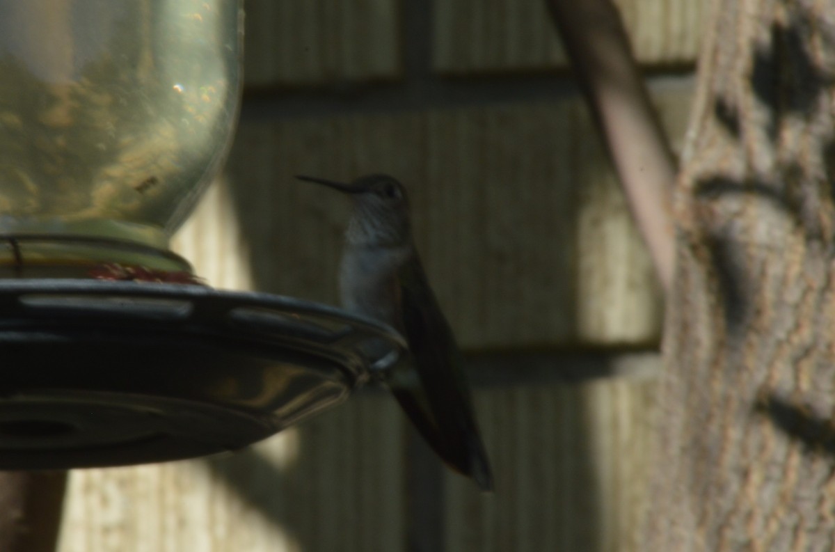 Broad-tailed Hummingbird - ML618998544