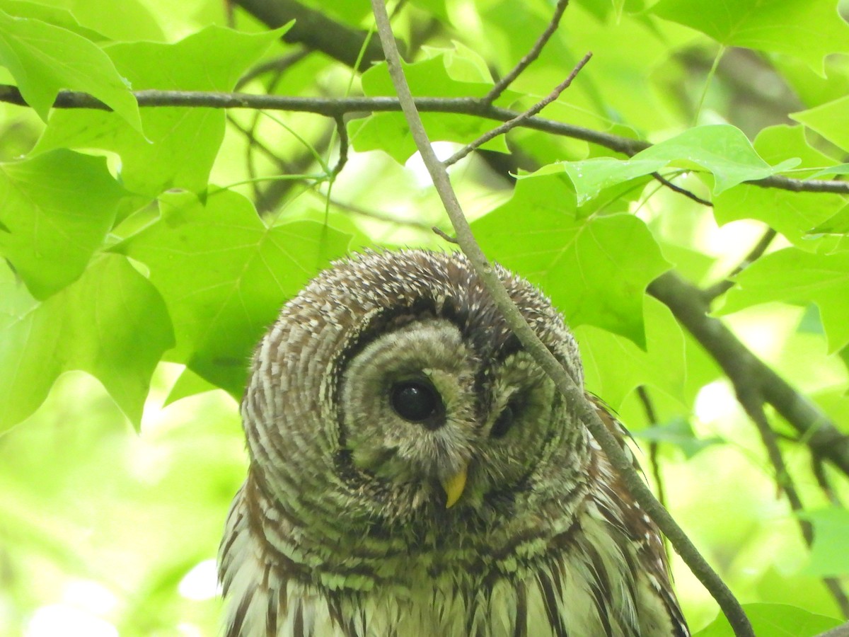 Barred Owl - ML618998558