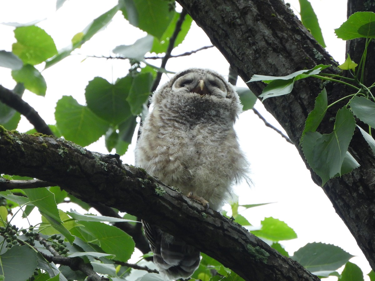 Barred Owl - ML618998559
