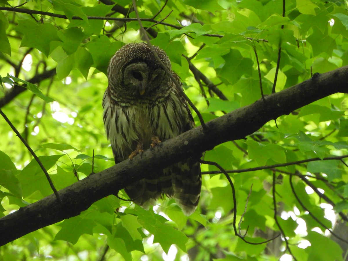 Barred Owl - Pete Huffer