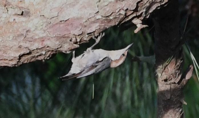 Brown-headed Nuthatch - ML618998568