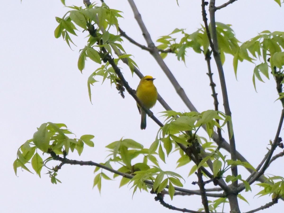 Blue-winged Warbler - william gray