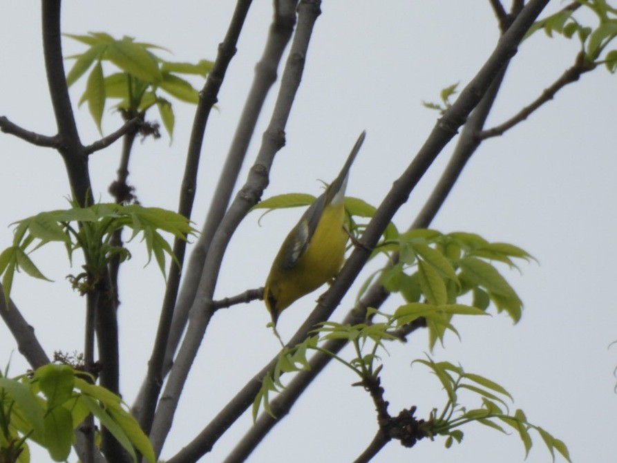 Blue-winged Warbler - william gray