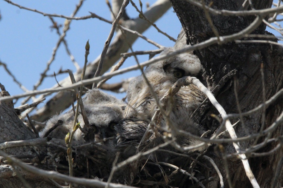 Great Horned Owl - Quinn Desilets
