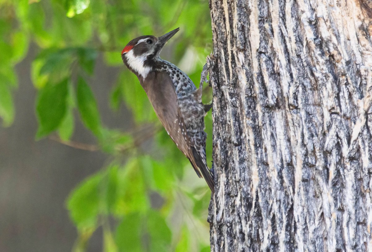 Arizona Woodpecker - ML618998694