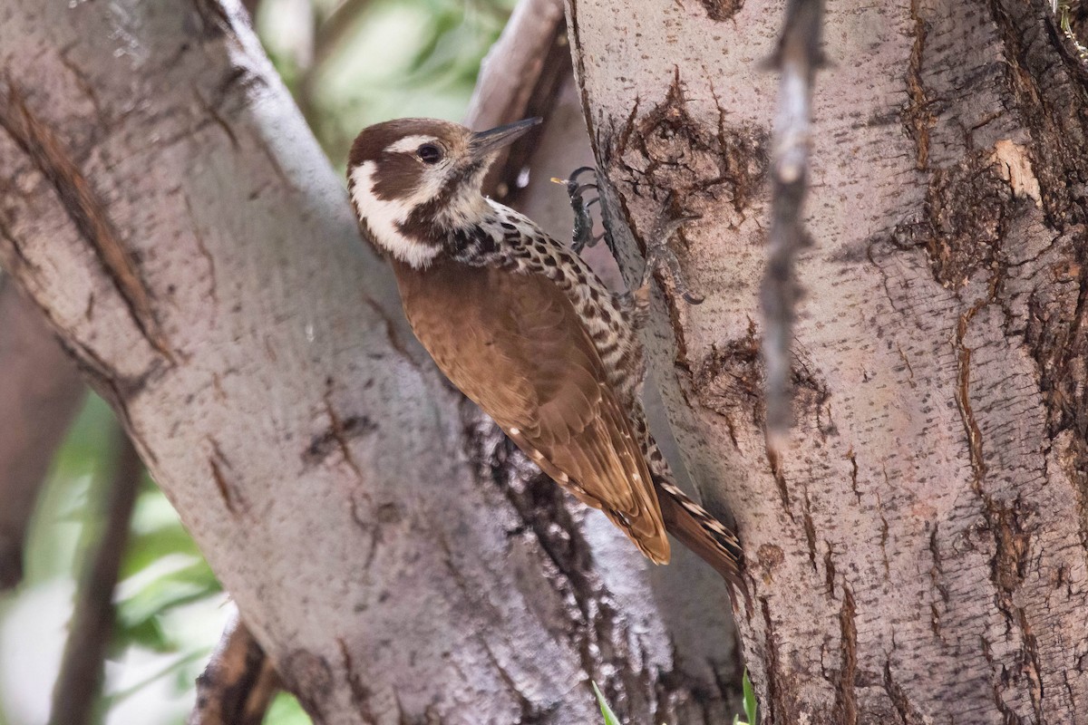 Arizona Woodpecker - ML618998695