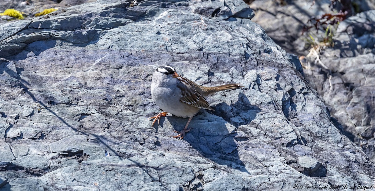 White-crowned Sparrow - madeleine fortin