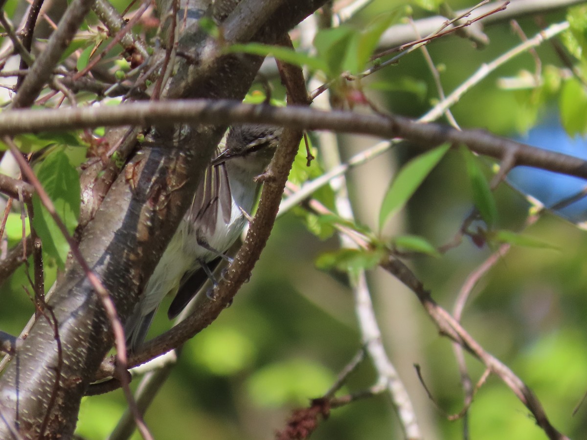 Red-eyed Vireo - Laurel Smith