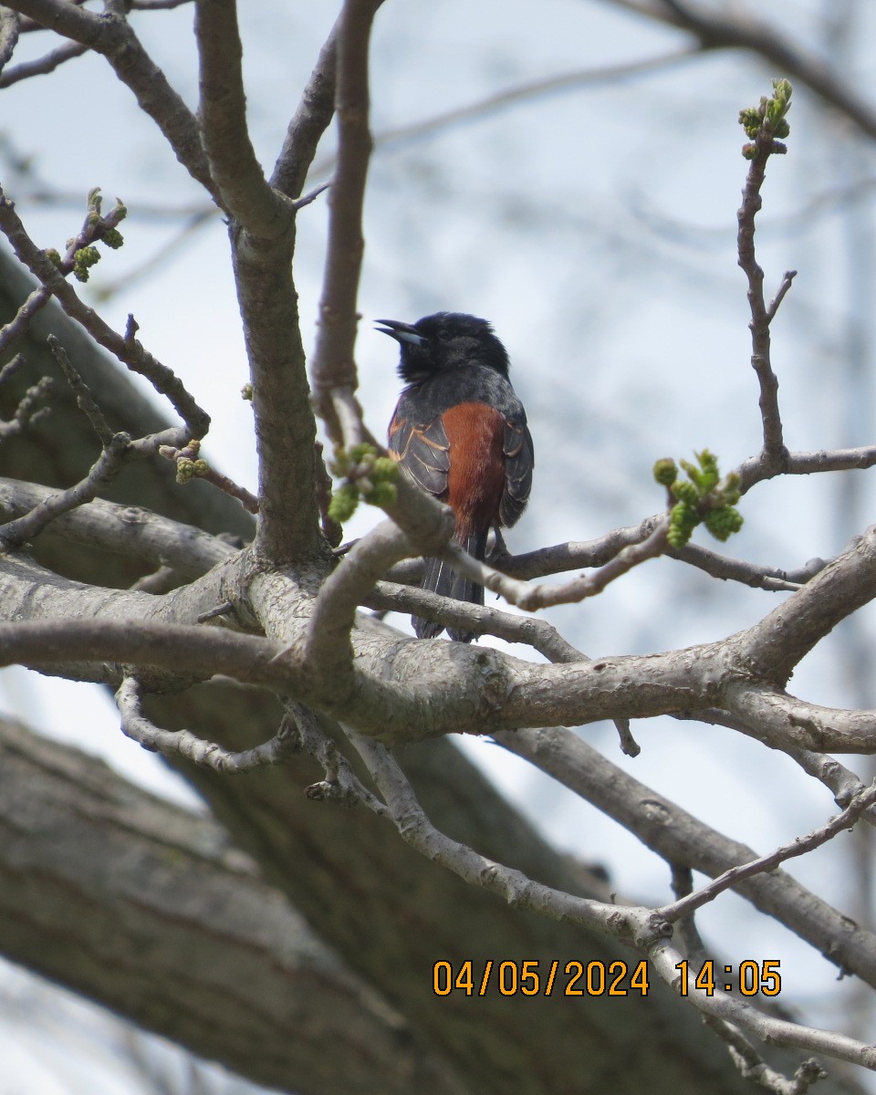 Orchard Oriole - ML618998741