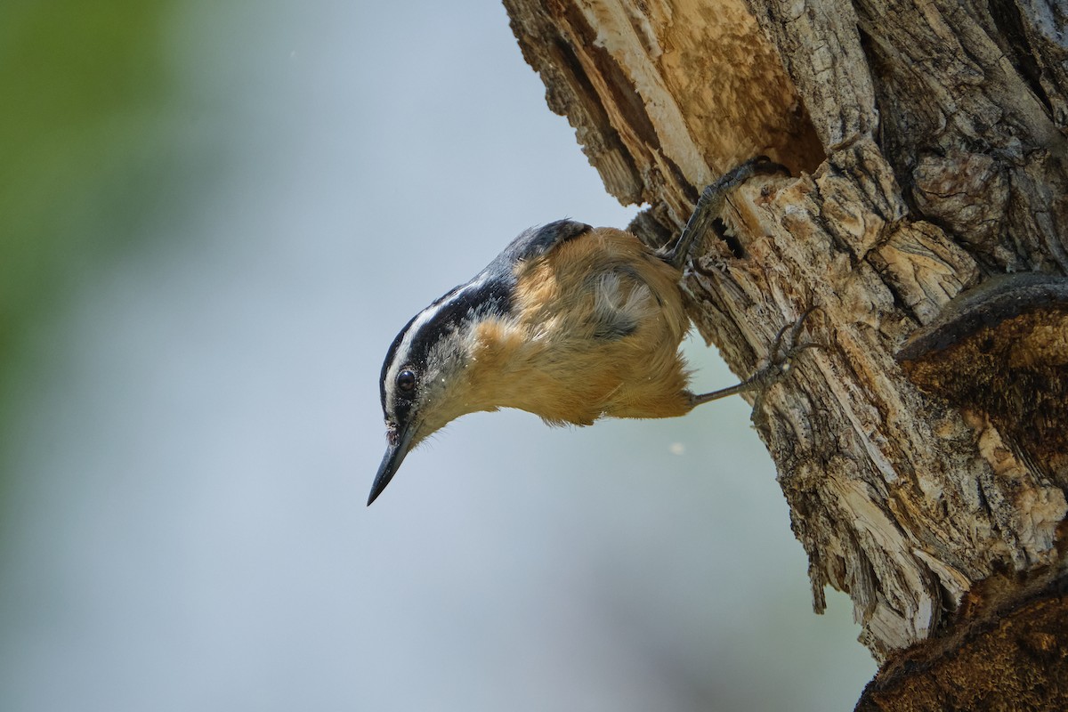 Red-breasted Nuthatch - ML618998814