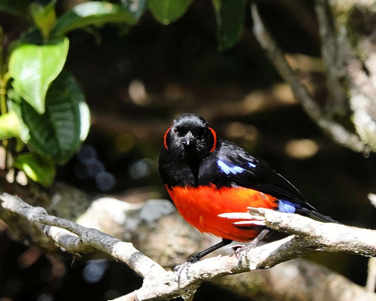 Scarlet-bellied Mountain Tanager - ML618998841