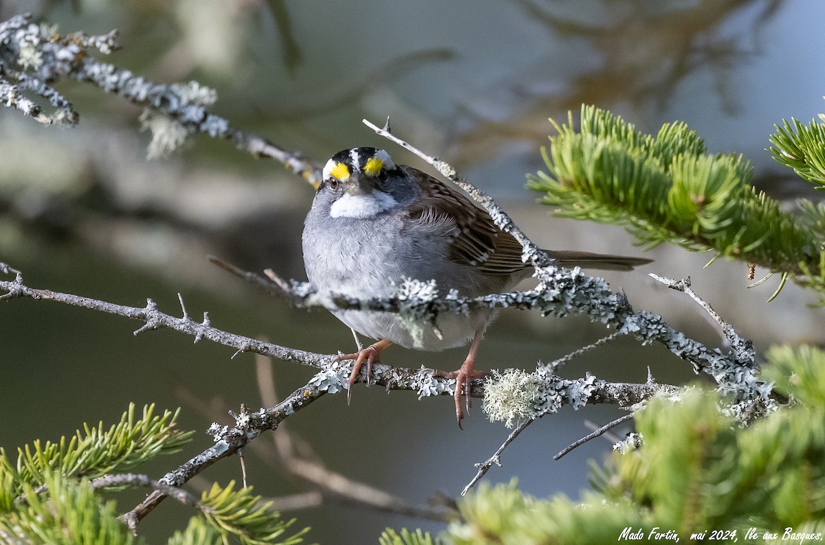 White-throated Sparrow - madeleine fortin