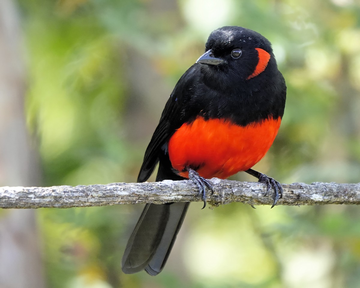 Scarlet-bellied Mountain Tanager - ML618998860