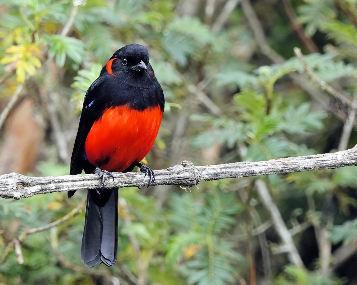 Scarlet-bellied Mountain Tanager - ML618998881
