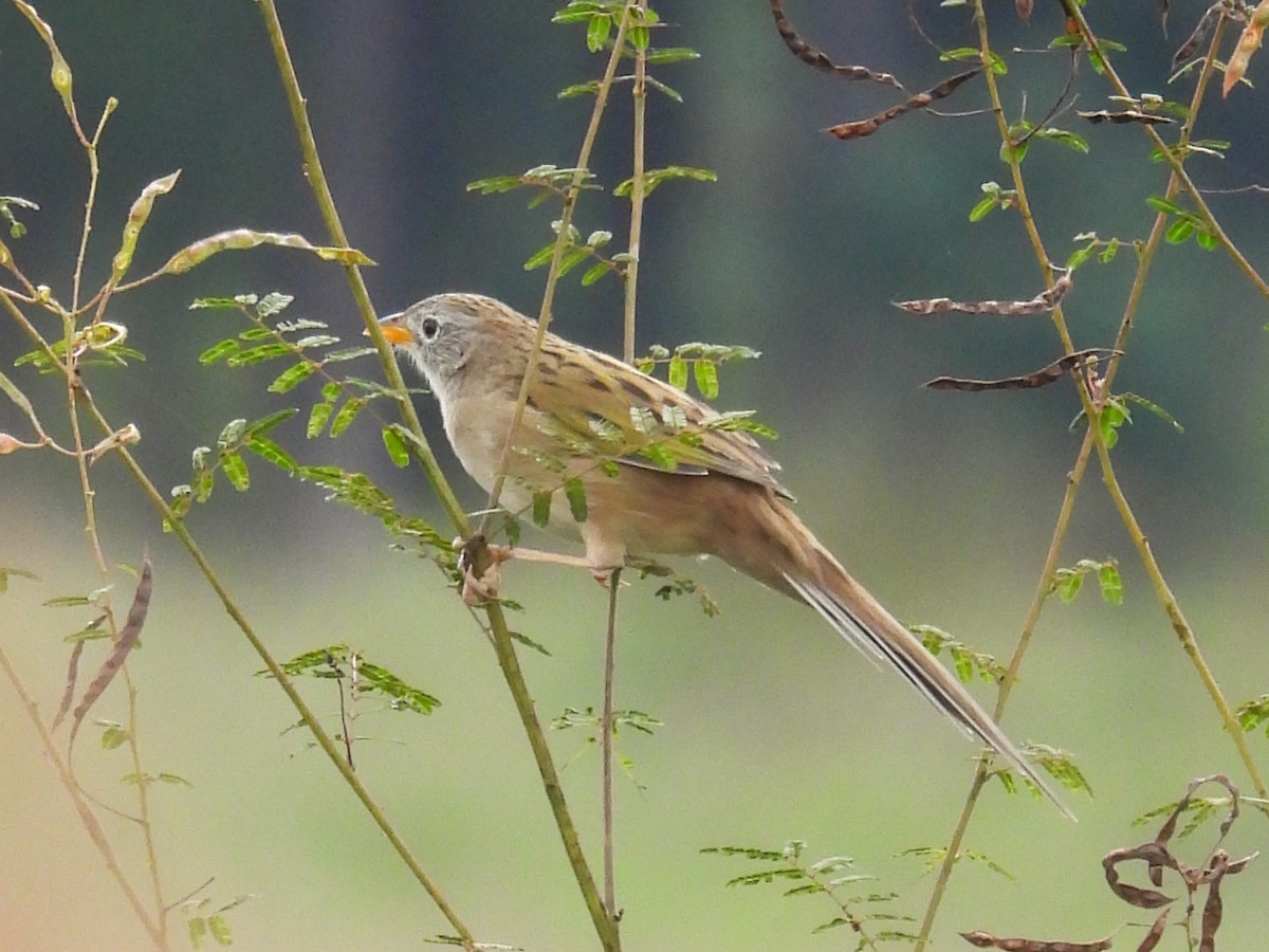 Wedge-tailed Grass-Finch - ML618998890