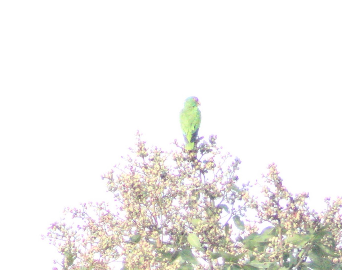 White-fronted Parrot - ML618998911