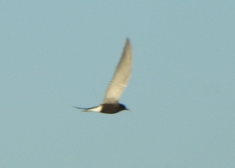 Black Tern - ML618998959