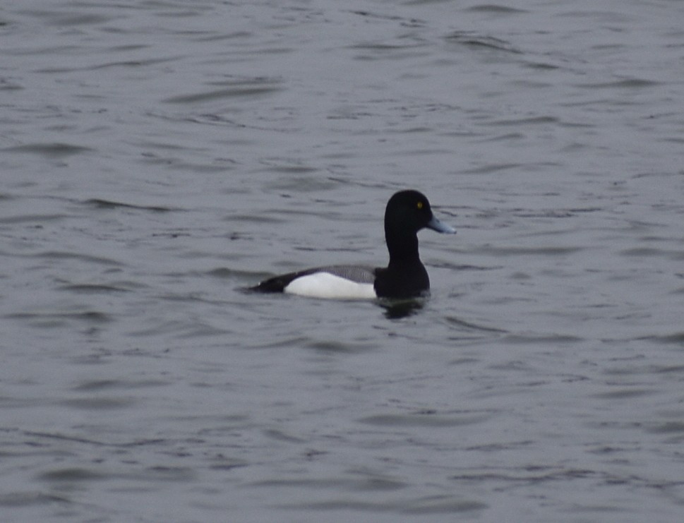 Greater Scaup - ML618998964