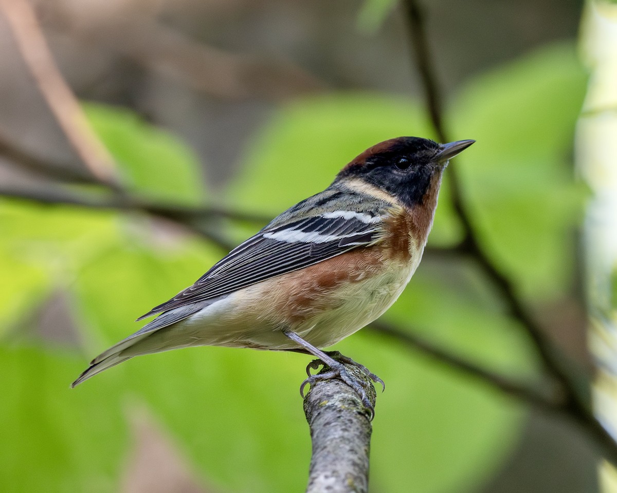 Bay-breasted Warbler - ML618998967