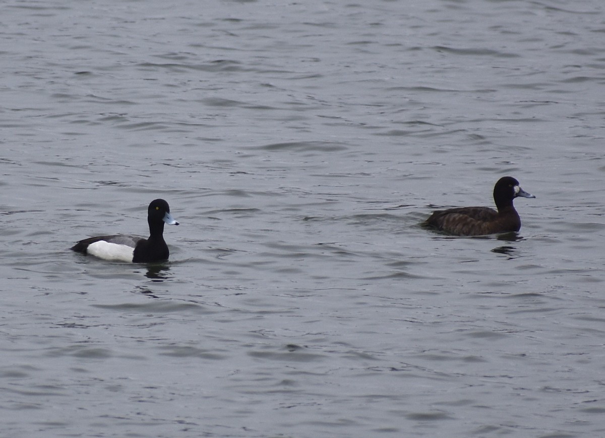 Greater Scaup - M. Rogers