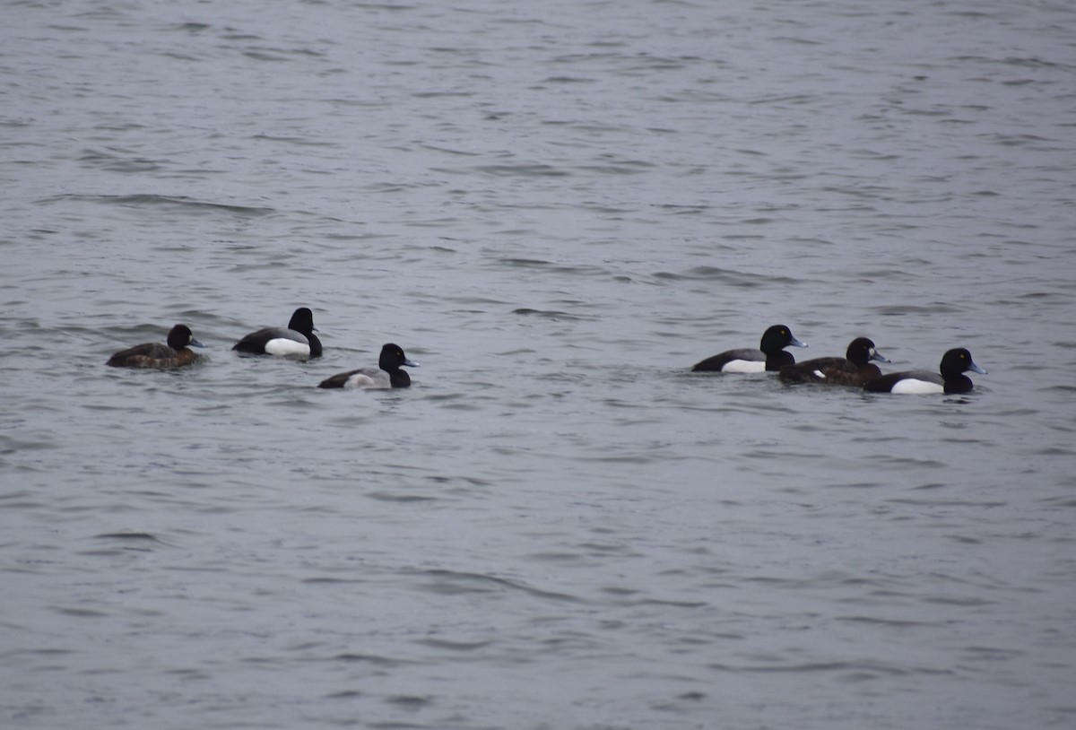 Greater Scaup - M. Rogers