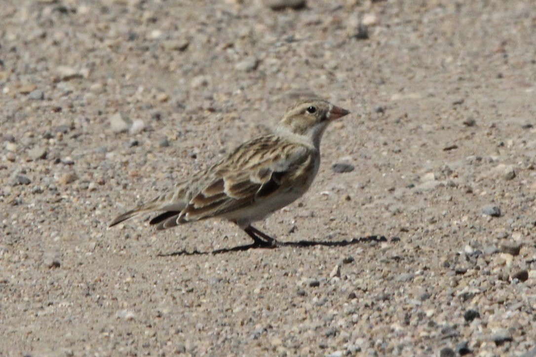 Thick-billed Longspur - ML618999027