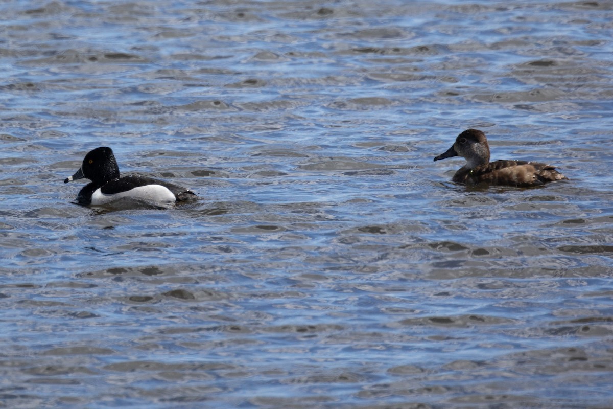 Ring-necked Duck - Mitch (Michel) Doucet