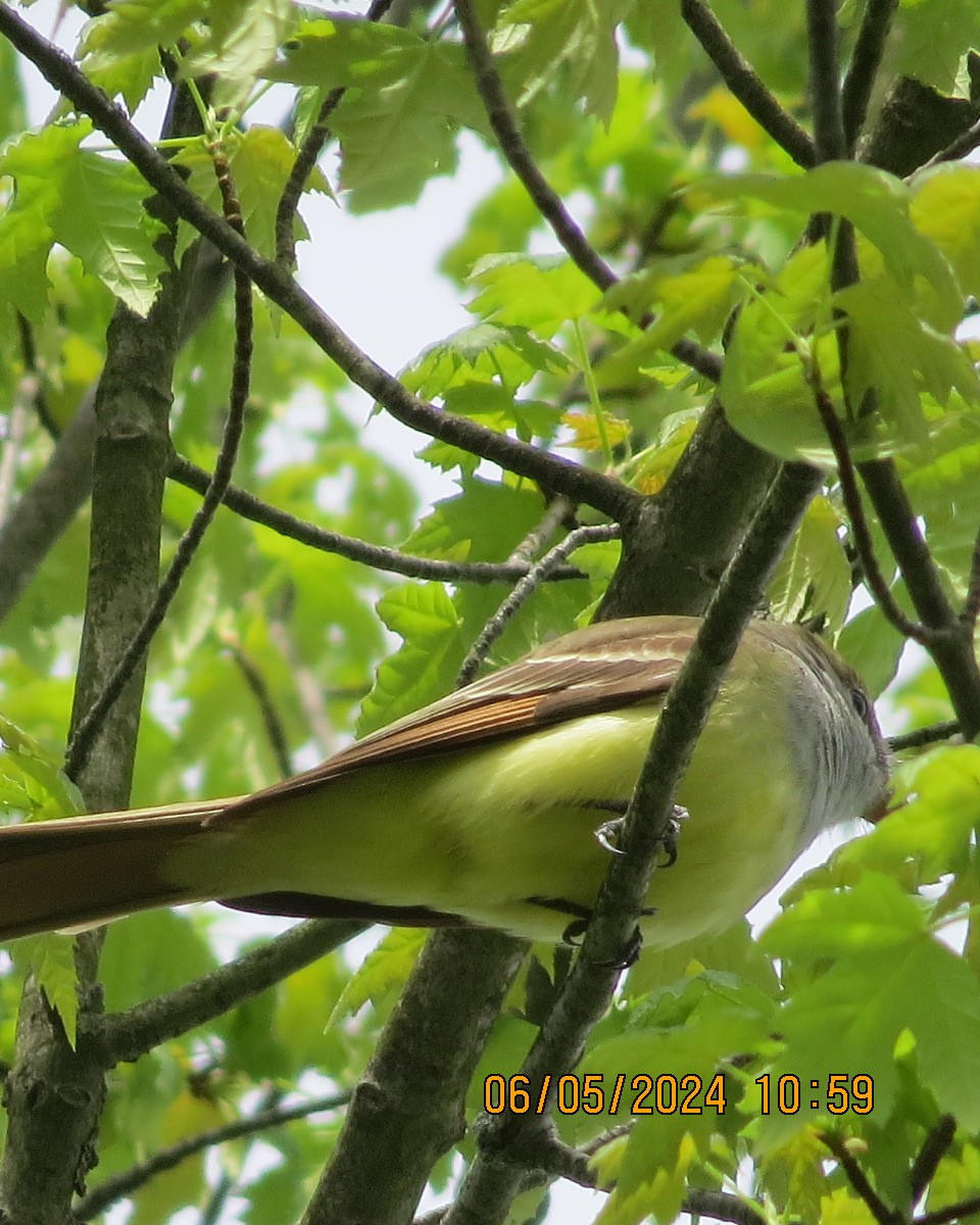 Great Crested Flycatcher - ML618999070