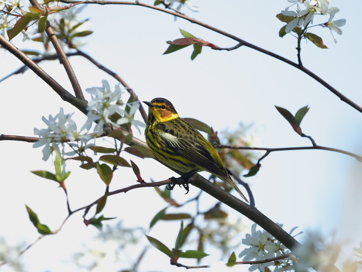 Cape May Warbler - ML618999109