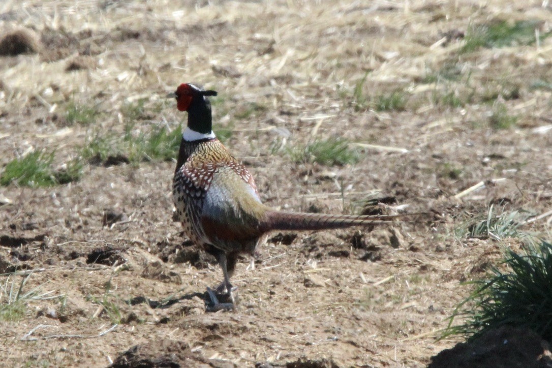Ring-necked Pheasant - ML618999160