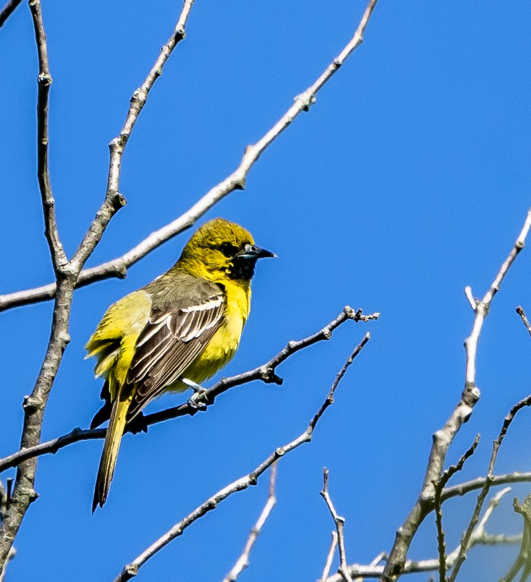 Orchard Oriole - ML618999163